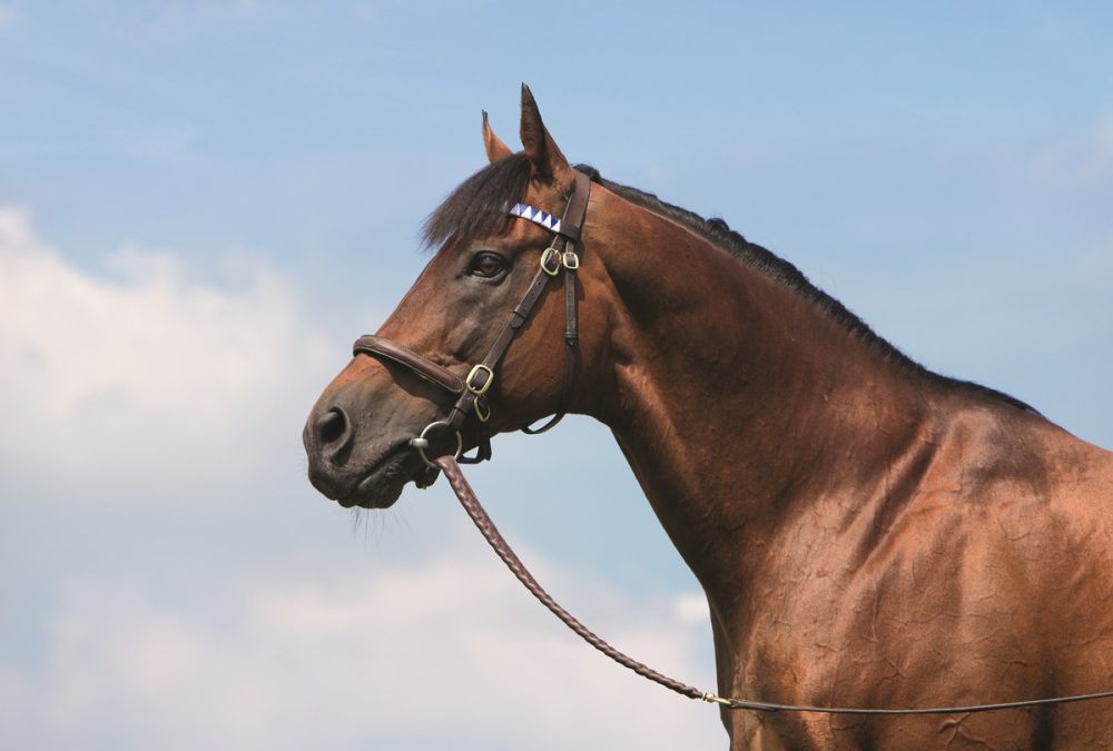 Dubawi - foto suministrada por Jim Cox - Head of Marketing of Darley Stallions - America