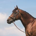 Dubawi - foto suministrada por Jim Cox - Head of Marketing of Darley Stallions - America