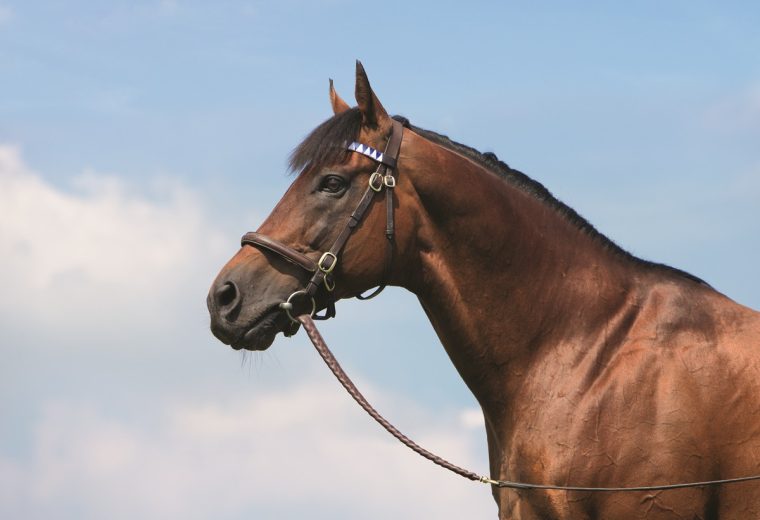 Dubawi - foto suministrada por Jim Cox - Head of Marketing of Darley Stallions - America