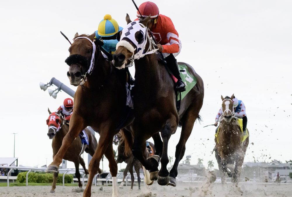 Glorious Bay - the Pulpit Stakes - credit Ryan Thompson - Coglianese photo