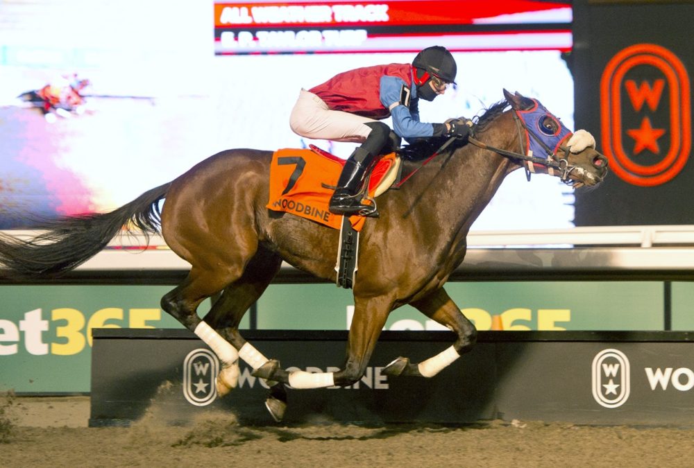 Woodbine - Michael Burns photo