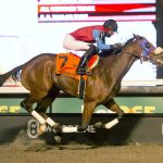 Woodbine - Michael Burns photo