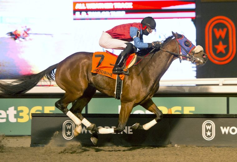 Woodbine - Michael Burns photo