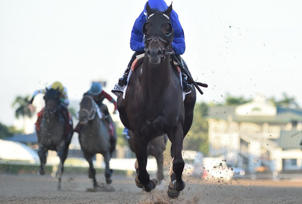 Knightsbridge - the Mr Prospector - credit Ryan Thompson