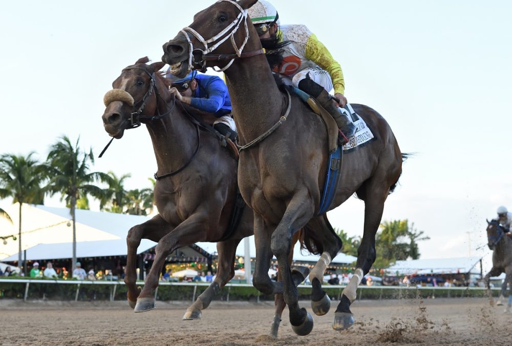 Skippylongstocking - the Harlans Holiday - Coglianese Photo