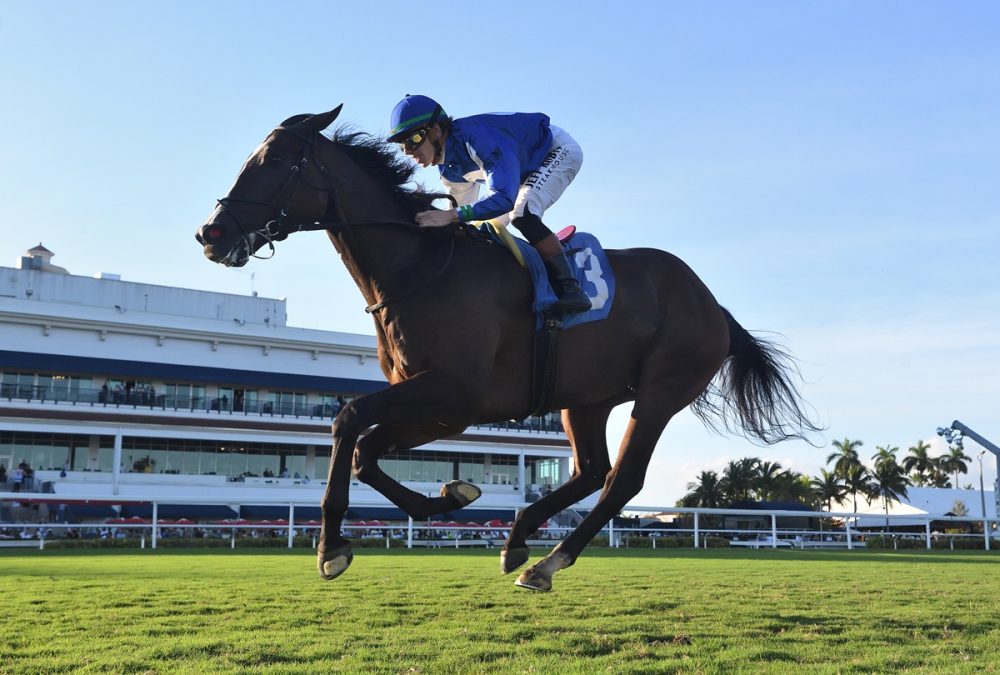 Summer Cause the H Allen Jerkens credit Ryan Thompson - Coglianese Photo