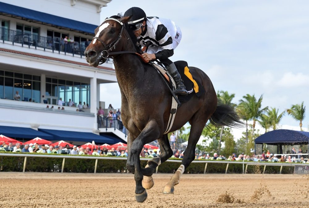 Chief Wallabee – Ryan Thompson – Coglianese Photo