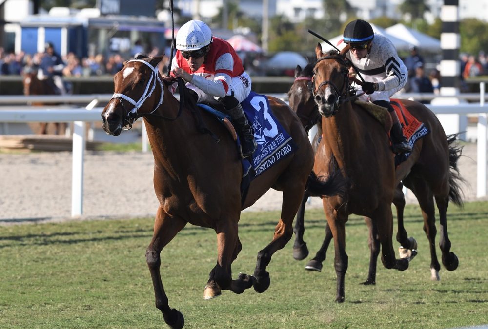 Destino DOro the Pegasus Filly Mare Turf credit Ryan Thompson
