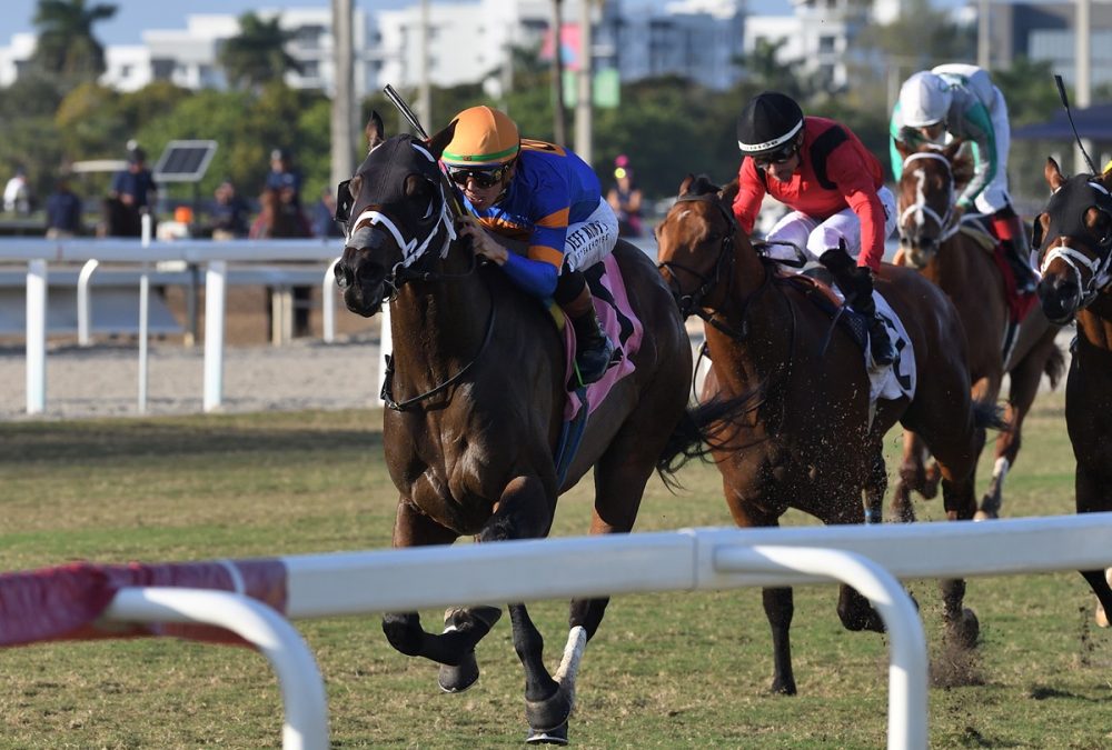 Neoequos the Sunshine Turf credit Ryan Thompson