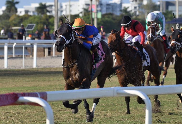 Neoequos the Sunshine Turf credit Ryan Thompson