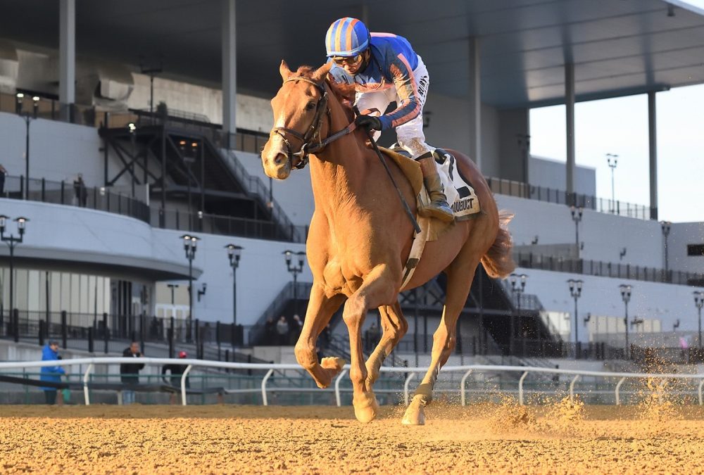 Paladin - Coglianese Photo