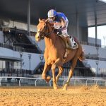 Paladin - Coglianese Photo