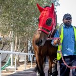 Forever Young (Jpn) en Meydan – Foto credito: Dubai Racing Club