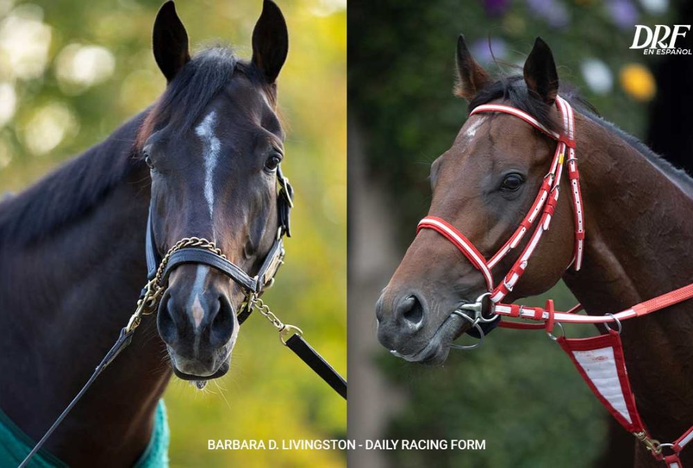 Forever Young (Jpn) & Sovereignty - fotos credito: Barbara D. Livingston - Daily Racing Form