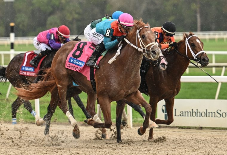 The Puma – Tampa Bay Derby G3 - SV Photography - Tampa Bay Downs