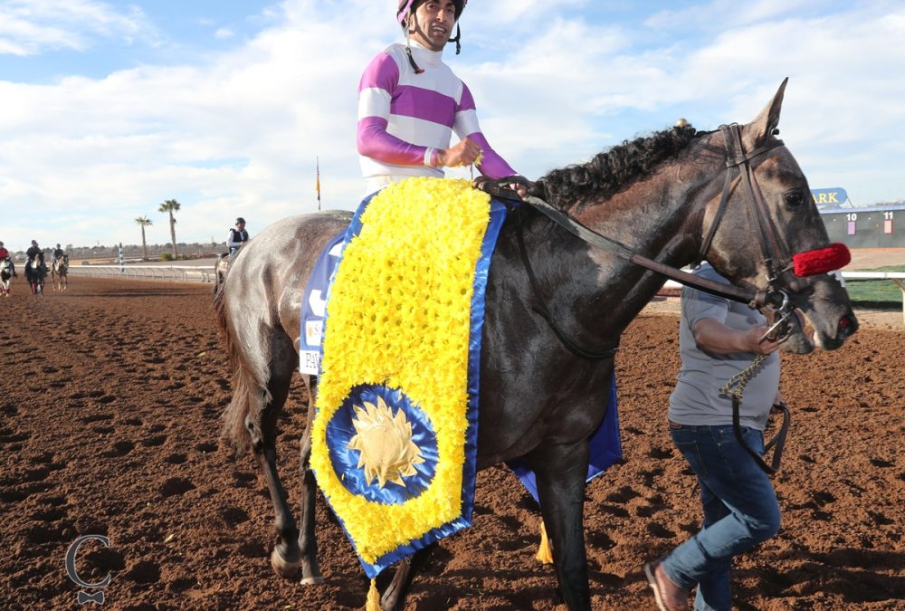 Pavlovian - Coady Media