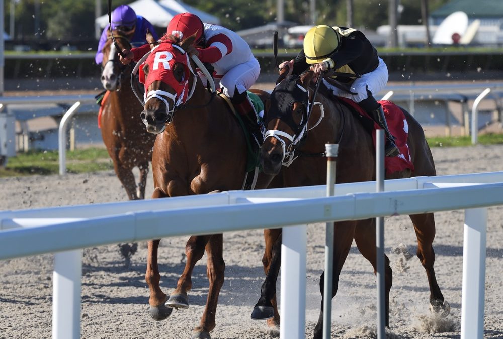 Shipmate – Texas Glitter Stakes – Gulfstream Park – Ryan Thompson – Coglianese Photo