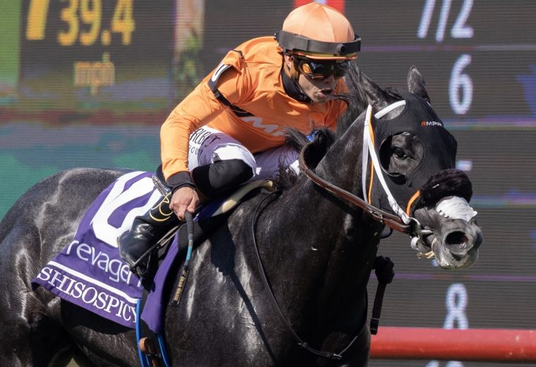 Shisospicy – Barbara D. Livingston – Daily Racing Form