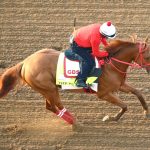 The Puma - Coady Media