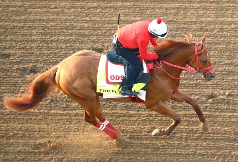 The Puma - Coady Media