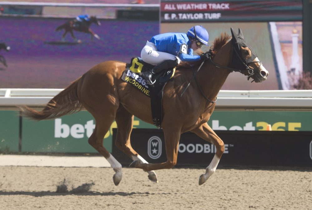 Maycocks Bay – Eclipse Stakes G2 – Woodbine/ Michael Burns Photo
