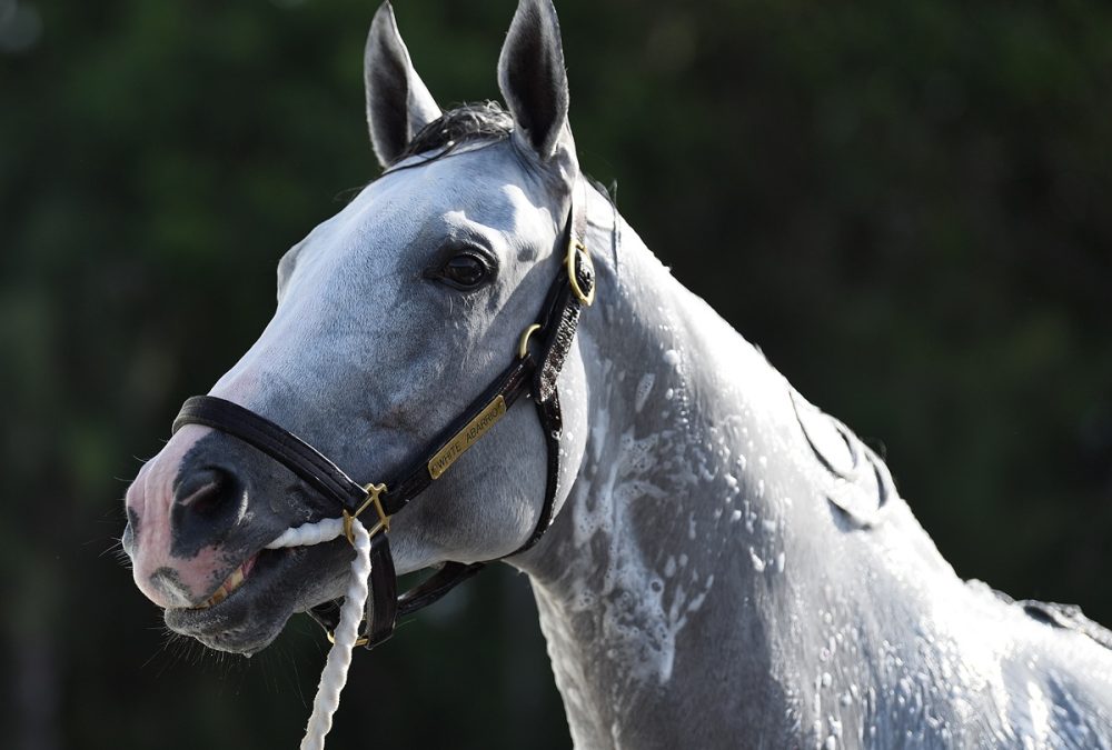 White Abarrio – Rtyan Thompson - Coglianese photo