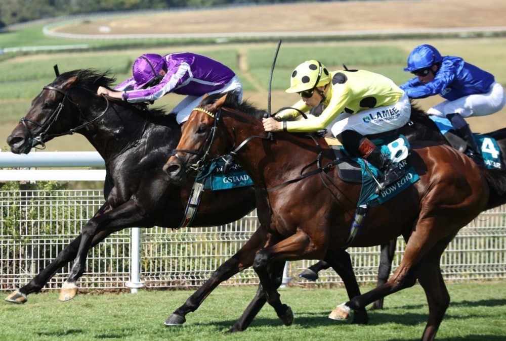 Bow Echo (credit: Goodwood Racecourse)