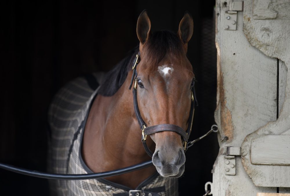 Renegade - credit Chris Rahayel - Coglianese Photo