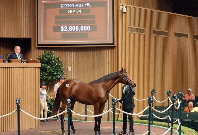 Hip 84, a Gun Runner colt sold for $2.8 million - Keeneland Sales 2026